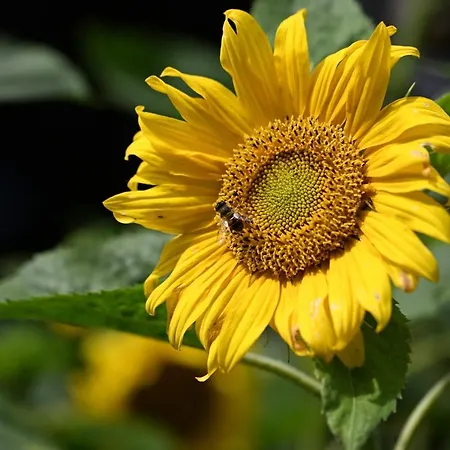 6 - Hawkraft Kulturhotel Aparthotel